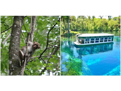 Glass Bottom Boat Ride at Silver Springs State Park  - 1425 NE 58th Ave.Ocala FL 34470 - Nearby Activities -  Citra Florida Royal Palm RV Park