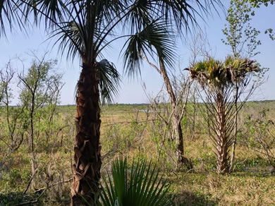 Come View The Prarie and Savannah Surrounding Orange Lake At Citra Royal Palm RV Park