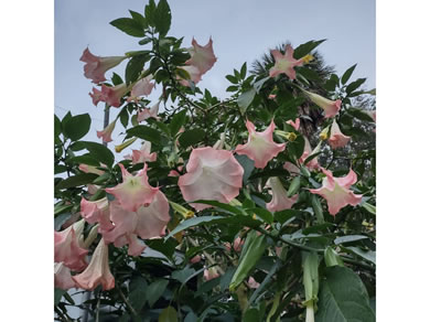 Angels Trumpet Flowers At Citra Royal Palm RV Park
