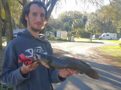 A Bowfin Fish Caught Down The Street from Citra Royal Palm RV Park