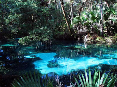 Cool off with a swim at the many local springs in Ocala and Gainesville