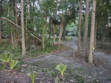 Go for a short hike through the trail in our woods at Citra Royal Palm RV Park