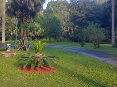 So Much Greenery At Citra Royal Palm RV Park