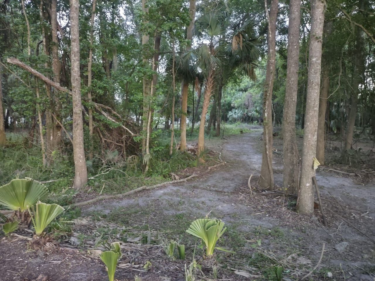Go for a short hike through the trail in our woods at Citra Royal Palm RV Park