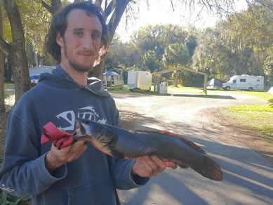 A Bowfin Fish Caught Down The Street from Citra Royal Palm RV Park