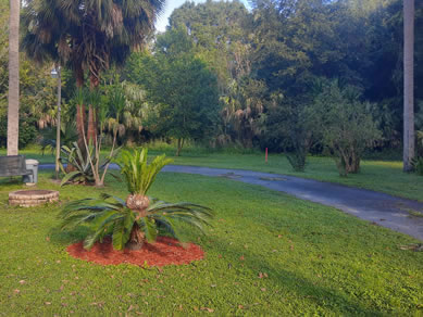 Beautiful Angels Trumpets At Citra Royal Palm RV Park