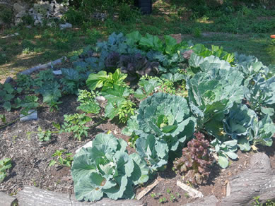 Our Community Garden - Ask for a plot to plant your own!