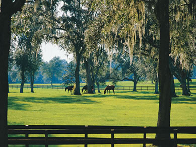 Ocala is the Horse Capitol of the World - come stay and visit the World Equestrian Center