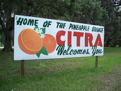 Citra was a major citrus producer in the past.  We even had our own Pineapple Orange