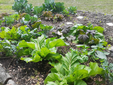 Our Community Garden At Citra Royal Palm RV Park